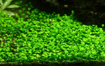 Marsilea minuta / Marsilea crenata - Zwergkleefarn 1-2-Grow!